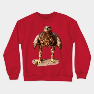 Falconers Eagle looking for food Crewneck Sweatshirt